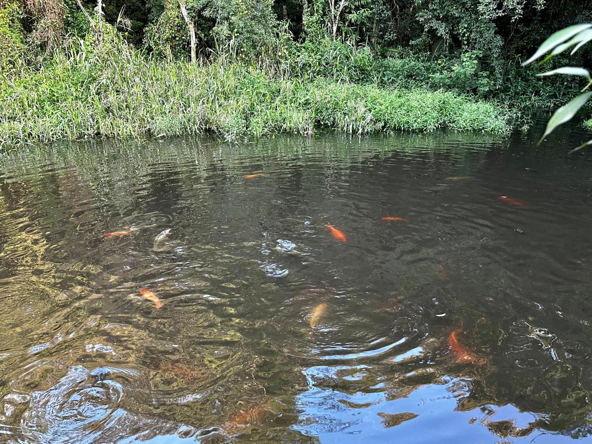 Parque Hotel Manantial Hohenau Kültér fotó
